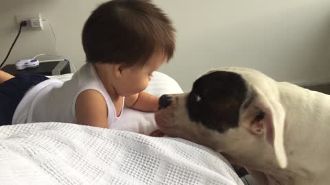 Baby vs American Bulldog "The kissing War"