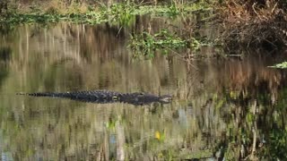 Alligator swimming around the pond