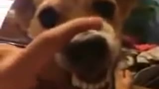 Dog sings lalala