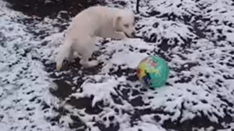 Cute Dog Playing Ball In The Snow