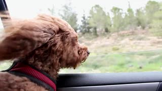 Dog poodle car window wind