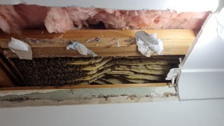 Bee Hive Removed From Ceiling