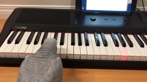 Loro toca 'Twinkle Twinkle' en el piano