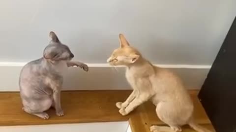 cute cats fighting video
