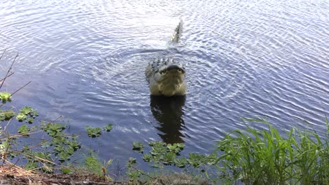 Large alligator growling during its mating display