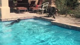 Water-loving dog bunny hops into the pool