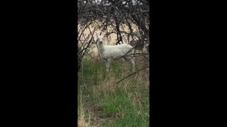 Albino Mule Deer in Montana