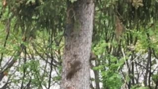 Squirrels Playing Tag Around a Tree