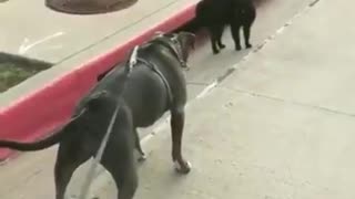 coward dog afraid from a black cat 😹