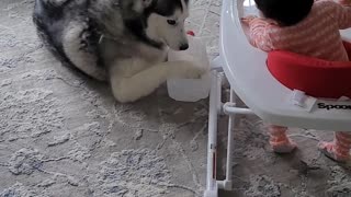 Husky Plays With Jug While Baby Laughs