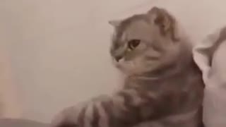 Watch this very funny cat 😂😂😂