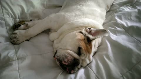 Porkchop the Bulldog Takes Over My Bed Again