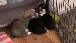 Awesome and Cute Puppies Birthday