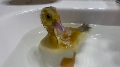 Baby Duckling Bathing for the First Time