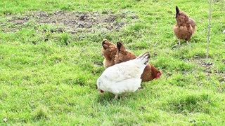 Country chicken1