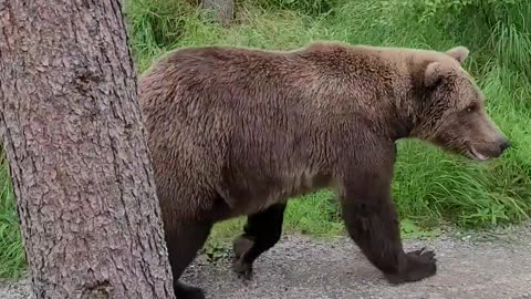 Hiker Has Close Encounter With a Bear
