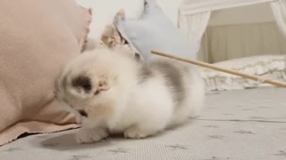 Cute kitten videos cat
