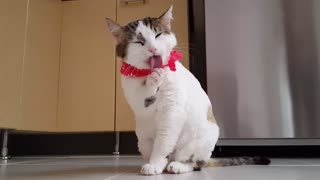 cute cats and funny