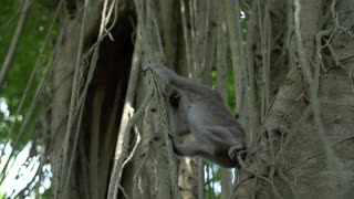 Monkey Jumpinging Between Vines