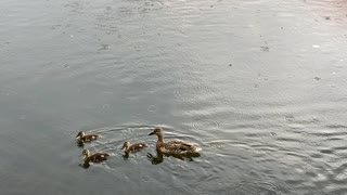 Mother and ducklings 3