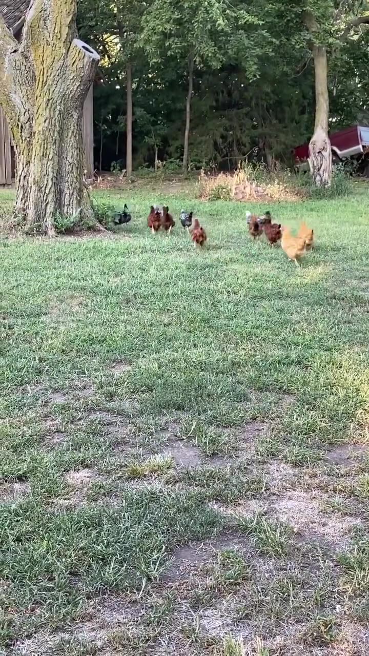 chickens fly the coop