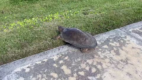 Helping a massive softshell snapping turtle cross the street safely