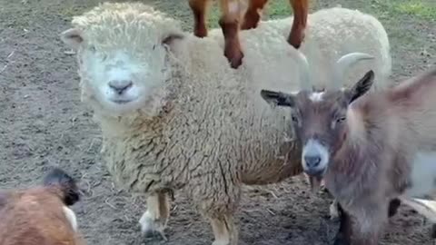 Baby Goat Enjoys Riding on Sheep by Standing on his Back