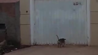 Independent Doggie Dips under Garage Door