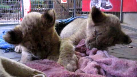 Lion cubs try their best to stay awake