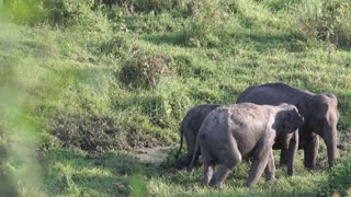 Wild Elephant Family