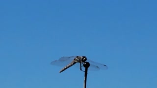 Dragonfly on Car Antenna