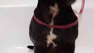 She stops crying when I start scrubbing her again - Funny Dog