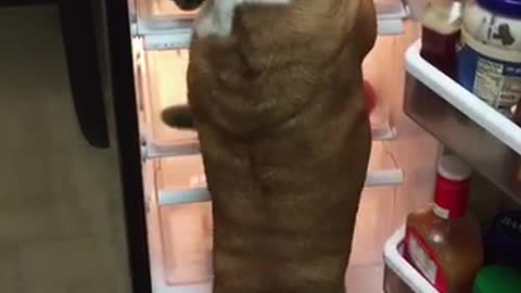 Gerald the bulldog pulls food out of the refrigerator