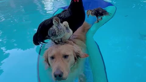 Golden Retriever Floats with Friends