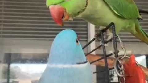Male Parrots Conversing