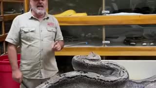 Angry Big Python Snake 😲😯