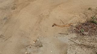 Close call with a Western diamondback rattlesnake