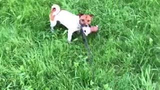 favorite dog carries a toy home