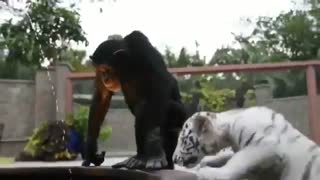 Adorable Video of a baby Orangutan playing with white tiger