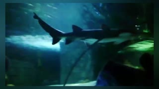 Shark swimming around me 😱🐋🐋🐋