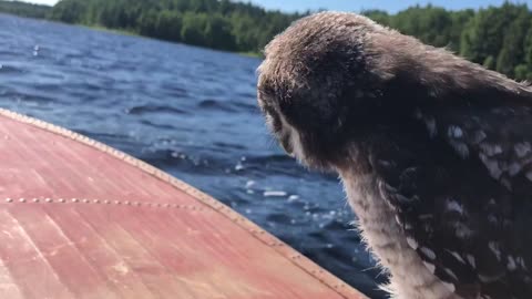 Baby hawk owl goes for scenic boat ride