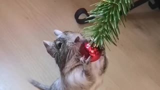 Common degu plays with Christmas tree ornament