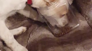 Dog Caught Head First in Food Jug