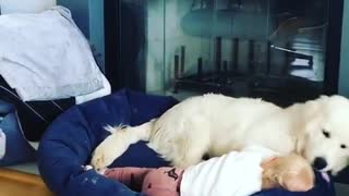 Dog and toddler adorably share bed together