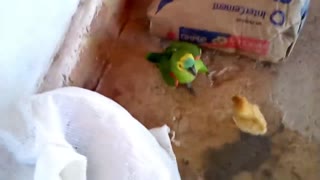 Parrot vs Chick
