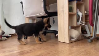 Funny Animals #116 German Shepherd Puppy and Kitten Playing