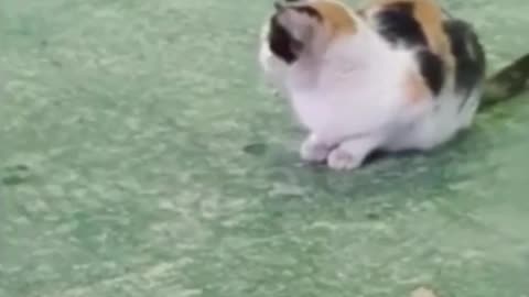Cat catches the mouse funny video