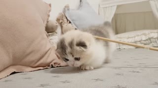 Cute Kitty playing!