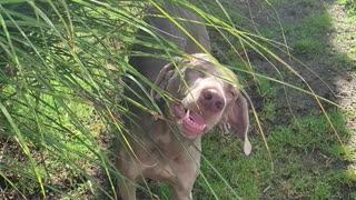 Crazy dogs chow down on leaves from plant