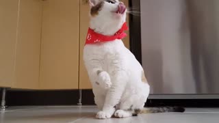 So funny cat ​​you won't believe what he did